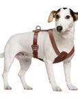 Robuster Echtleder-Hundegeschirr für Training und Spaziergänge