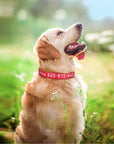 Leo Hundehalsband - Besticktes Nylonhalsband mit reflektierendem Design und individueller Gravur