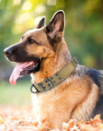 PawTactic Militärischer Hundehalsband