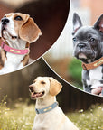 Einzigartiges Hundehalsband mit Namen