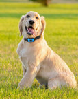 BellMeister – Vibrations-Anti-Bell-Halsband für Gøende Hunde