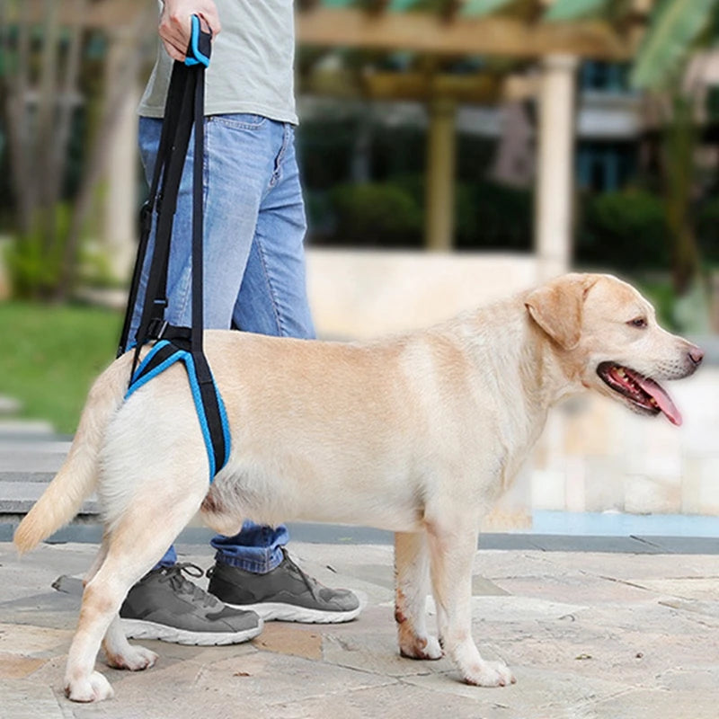 Hilfe für Ihren Vierbeiner – Verstellbarer Hundegurt für schwache oder alte Hinterbeine
