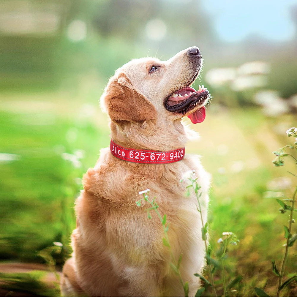Leo Hundehalsband - Besticktes Nylonhalsband mit reflektierendem Design und individueller Gravur