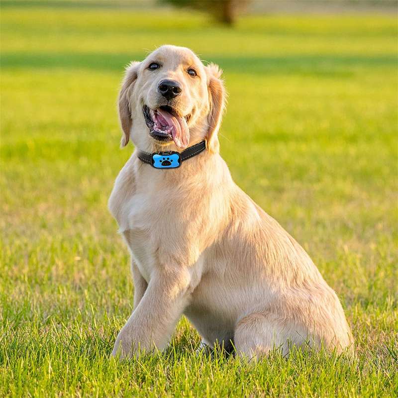 BellMeister – Vibrations-Anti-Bell-Halsband für Gøende Hunde